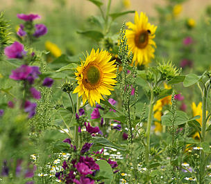 © Foto: MLU study profile image